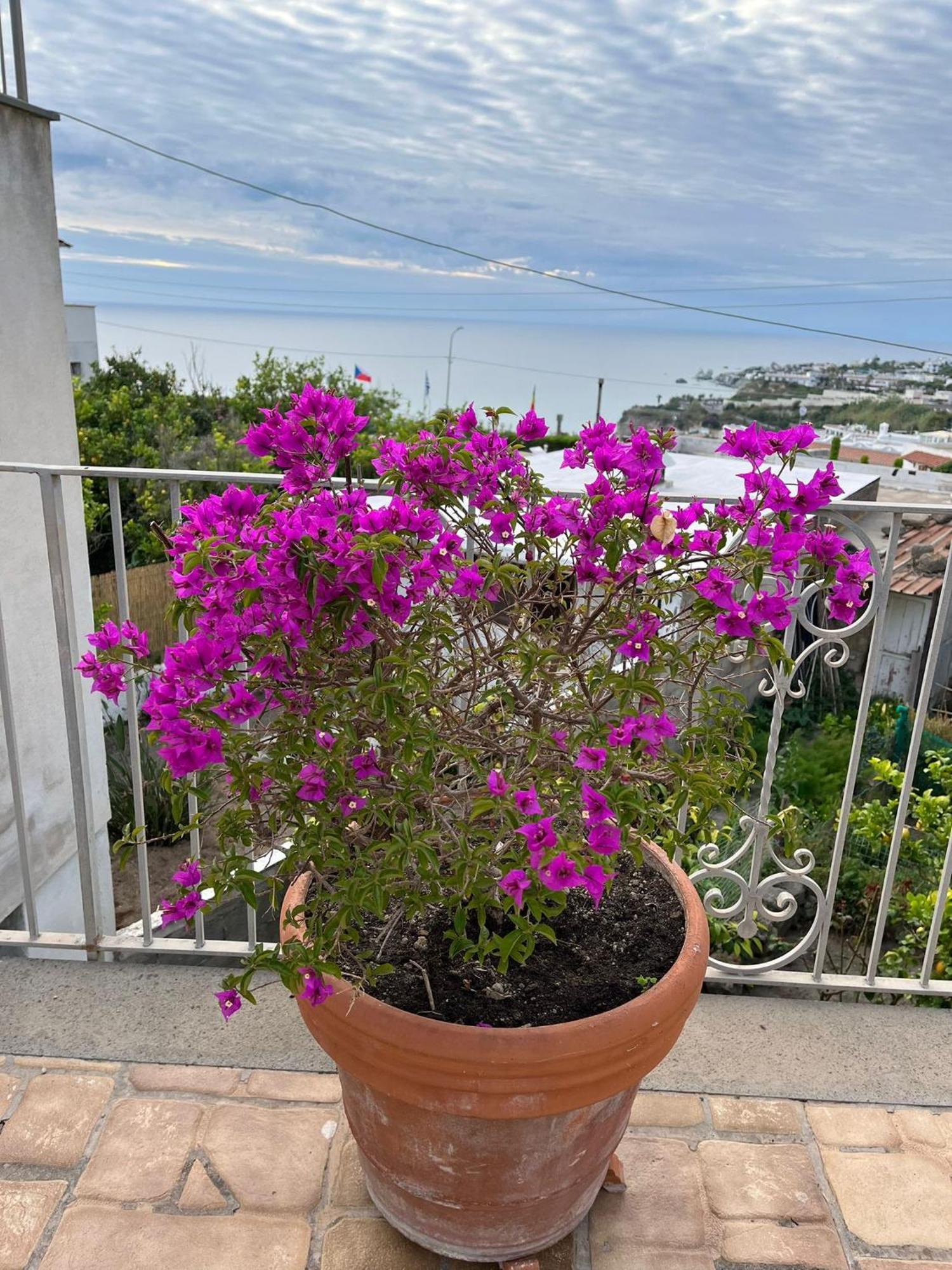 Chez Marie Ischia Villa Ngoại thất bức ảnh
